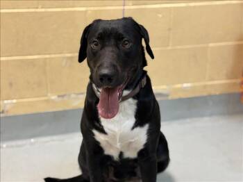 BABY GIRL -  Labrador Retriever and Mixed Breed Dog for Adoption in Tulsa, Oklahoma - BABY GIRL | PetCurious