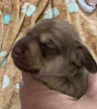 Female red & cream  -  Miniature Dachshund Dog for Sale in Bethany, Connecticut - Female Red & Cream  | PetCurious