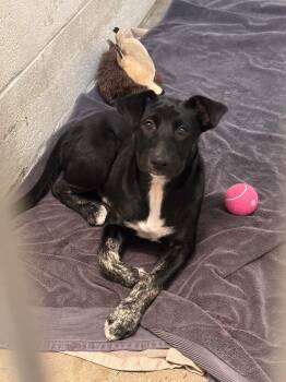 Jack -  Mixed Breed Dog for Adoption in Collierville, Tennessee - Jack | PetCurious