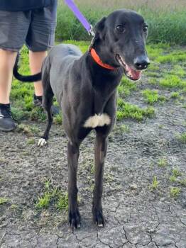 Archie -  Greyhound Dog for Adoption in Livonia, Michigan - Archie | PetCurious