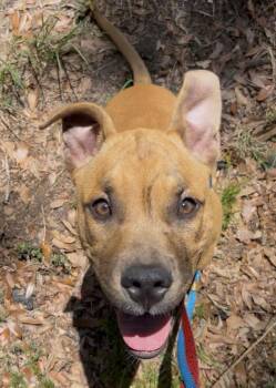 Lolly -  Mixed Breed Dog for Adoption in Charleston, South Carolina - Lolly | PetCurious