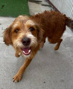 Jasper -  Terrier Dog Available for Adoption in Lexington, Kentucky - Jasper | PetCurious