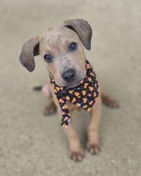 Mabel -  Redbone Coonhound Dog for Adoption in Bucyrus, Ohio - Mabel | PetCurious