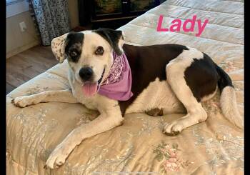 Rescue Labrador Retriever Dogs for Adoption in Opp, Alabama - Lady | PetCurious