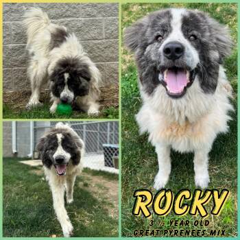 Rescue Great Pyrenees Dogs for Adoption in Greenwood, Indiana - Rocky | PetCurious
