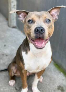 Limonera -  Pit Bull Terrier Dog for Adoption in Chicago, Illinois - Limonera | PetCurious