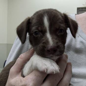 Beagle and Mixed Breed Dogs Available for Adoption in Lynchburg, Virginia - Pound Cake | PetCurious