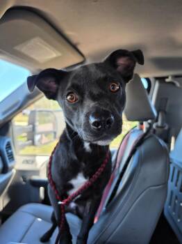 Mickey Mouse -  Terrier and Labrador Retriever Dog for Adoption in Rockport, Texas - Mickey Mouse | PetCurious