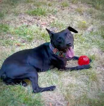 Rescue Pit Bull Terrier Dogs for Adoption in Princeton, Massachusetts - Aiden - LOCAL | PetCurious