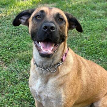 Rescue Black Mouth Cur Dogs for Adoption in Scottsburg, Indiana - SASSY | PetCurious