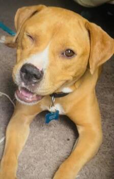 Mixed Breed Dogs Available for Adoption in Chamblee, Georgia - Beauty | PetCurious