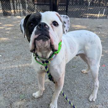 American Bulldog Dogs Available for Adoption in Philadelphia, Pennsylvania - Omicron | PetCurious