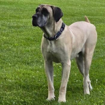 Harley -  Mastiff Dog for Adoption in Edmond, Oklahoma - Harley | PetCurious