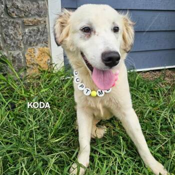 Koda -  Australian Shepherd and Mixed Breed Dog for Adoption in Madisonville, Tennessee - Koda | PetCurious