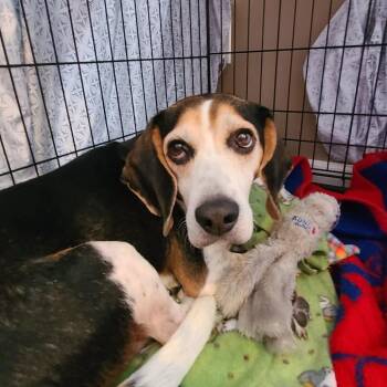 Beagle Dogs Available for Adoption in Lenexa, Kansas - Jack | PetCurious