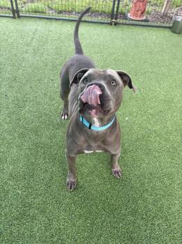 Long Bow -  American Bulldog Dog for Adoption in Lakeland, Florida - Long Bow | PetCurious