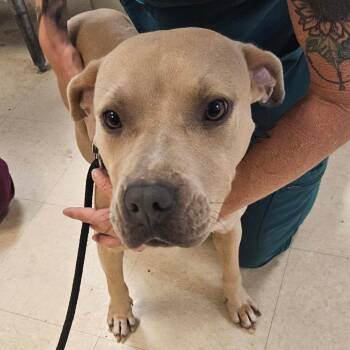 Unknown 1 _2_3 -  Mixed Breed Dog for Adoption in Lake Panasoffkee, Florida - Unknown 1 _2_3 | PetCurious