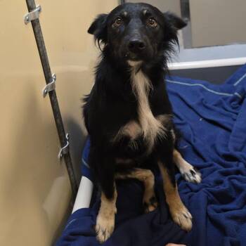 Maki -  Border Collie and Mixed Breed Dog for Adoption in Milan, Illinois - Maki | PetCurious