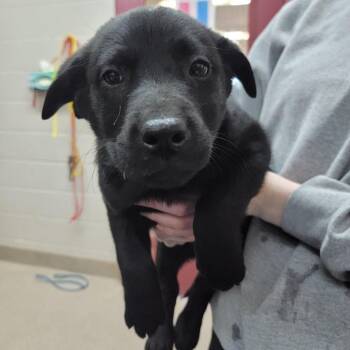 Mixed Breed Dogs Available for Adoption - Draco | PetCurious