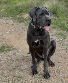 Cane Corso and Great Dane Dogs Available for Adoption in Glendale, Arizona - Ram | PetCurious