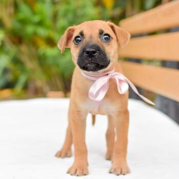 Mixed Breed Dogs Available for Adoption in Kailua-kona, Hawaii - Lychee | PetCurious