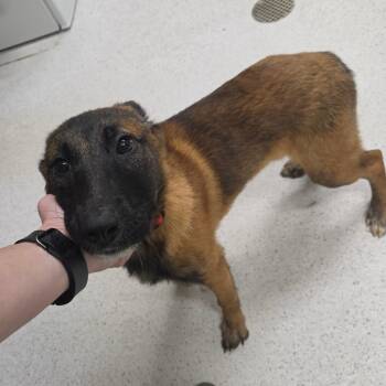 Belgian Shepherd Malinois and Mixed Breed Dogs Available for Adoption in Binghamton, New York - Mario | PetCurious