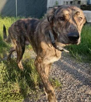 Scar -  Mixed Breed Dog for Adoption in Leavenworth, Kansas - Scar | PetCurious