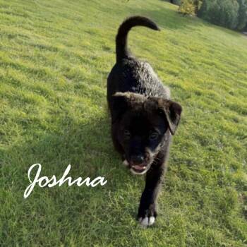 Rescue Pointer and American Staffordshire Terrier Dogs for Adoption in Phoenix, Arizona - Joshua | PetCurious