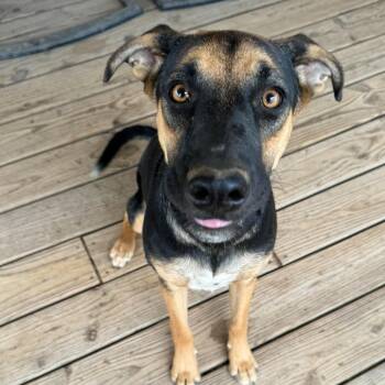 Willa -  German Shepherd Dog and Hound Dog for Adoption in Chatham, New Jersey - Willa | PetCurious