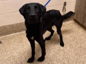 Labrador Retriever and Schnauzer Dogs Available for Adoption in Colorado Springs, Colorado - DUKE DENNIS | PetCurious