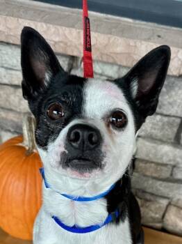 Rescue Chihuahua and Boston Terrier Dogs for Adoption in Yakima, Washington - Buddy | PetCurious