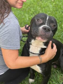 Rescue American Staffordshire Terrier Dogs for Adoption in Houston, Texas - Arnie | PetCurious