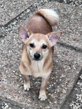 Spaniel and Chihuahua Dogs Available for Adoption in Saugus, Massachusetts - Cliff | PetCurious