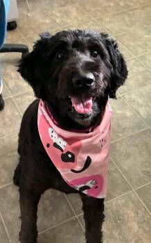 Abby: At shelter -  Labrador Retriever and Standard Poodle Dog for Adoption in Rustburg, Virginia - Abby: At Shelter | PetCurious