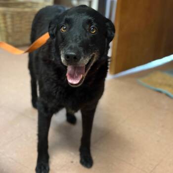 Rosco -  Labrador Retriever and Mixed Breed Dog for Adoption in Fort Smith, Arkansas - Rosco | PetCurious