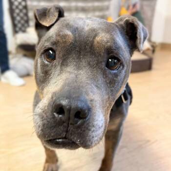 Pit Bull Terrier Dogs Available for Adoption - Gidget 13801 | PetCurious