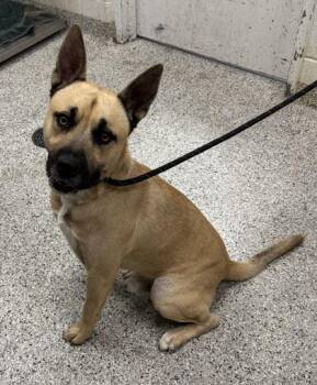 Ducky -  Shepherd and Mixed Breed Dog for Adoption in Kansas City, Missouri - Ducky | PetCurious