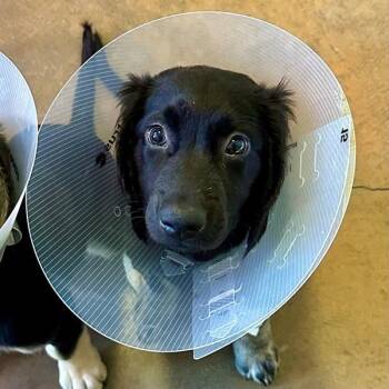 Lancaster -  Mountain Cur and German Shepherd Dog Dog for Adoption in Walnut Creek, California - Lancaster | PetCurious