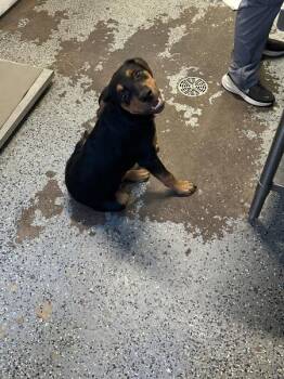 Leonardo -  Rottweiler Dog for Adoption in Mobile, Alabama - Leonardo | PetCurious