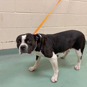 Frankie -  Mixed Breed Dog for Adoption in Memphis, Tennessee - Frankie | PetCurious