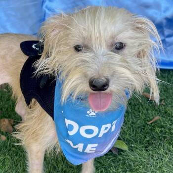 GIZMO -  Silky Terrier Dog for Adoption in Rowland Heights, California - GIZMO | PetCurious