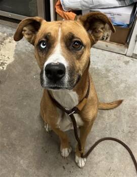 Charli A061391 -  Pit Bull Terrier Dog for Adoption in San Andreas, California - Charli A061391 | PetCurious