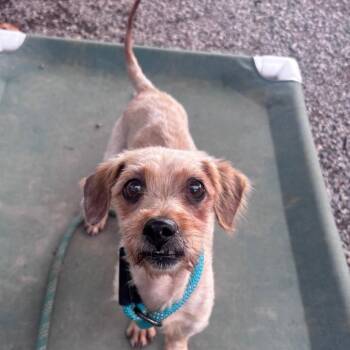 G.Lizzy -  Terrier and Mixed Breed Dog for Adoption in York, Pennsylvania - G.Lizzy | PetCurious