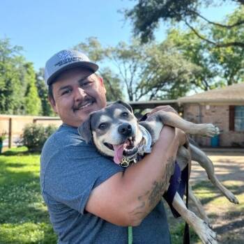 Wall-E Itty Bitty Loverboy -  American Staffordshire Terrier and Labrador Retriever Dog for Adoption in Friendswood, Texas - Wall-E Itty Bitty Loverboy | PetCurious