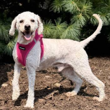 Snow -  Miniature Poodle Dog for Adoption in East Hampton, New York - Snow | PetCurious