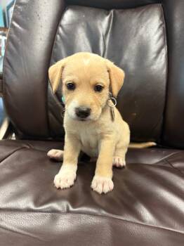 Cold Snap -  Terrier and Poodle Dog for Adoption in Carson City, Nevada - Cold Snap | PetCurious