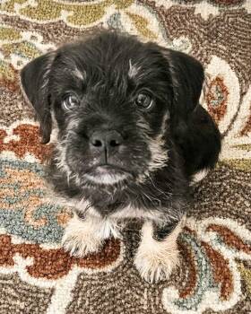 Terrier Dogs Available for Adoption - Blackjack | PetCurious