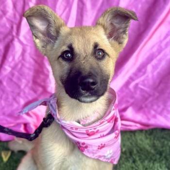 German Shepherd Dog Dogs Available for Adoption in Rowland Heights, California - HAILEY | PetCurious