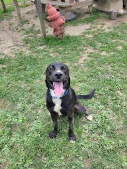 Rescue Labrador Retriever Dogs for Adoption in Cambridge, Ohio - JOE 313-25 | PetCurious