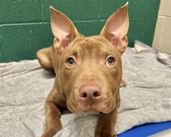Rescue American Staffordshire Terrier and Mixed Breed Dogs for Adoption in Raleigh, North Carolina - RAMBO | PetCurious